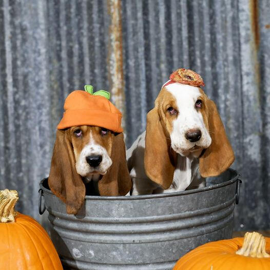 Efficitur faucibus vitae