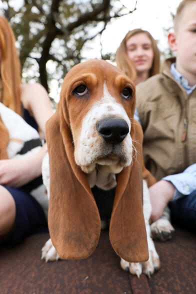 Dolor adipiscing elit