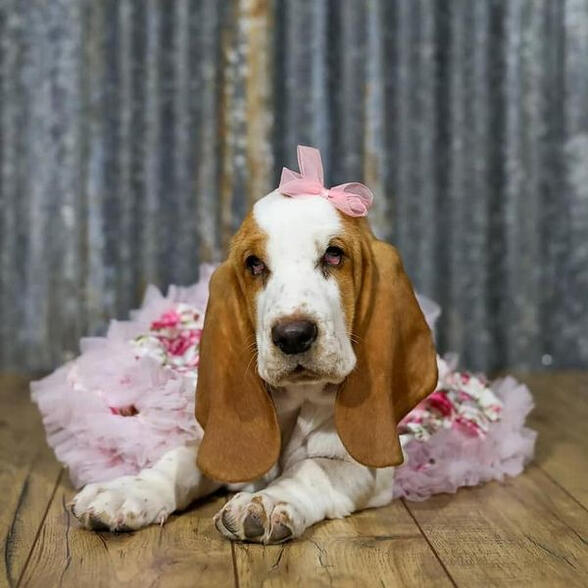 Vitae diam dignissim